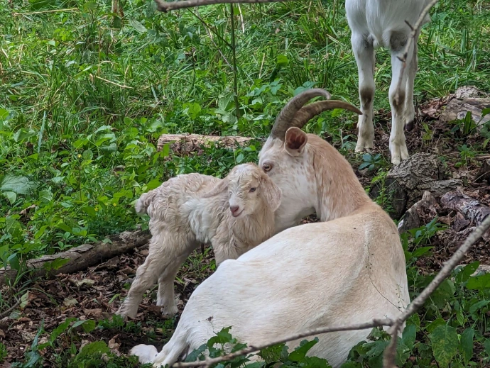 goats in the woods