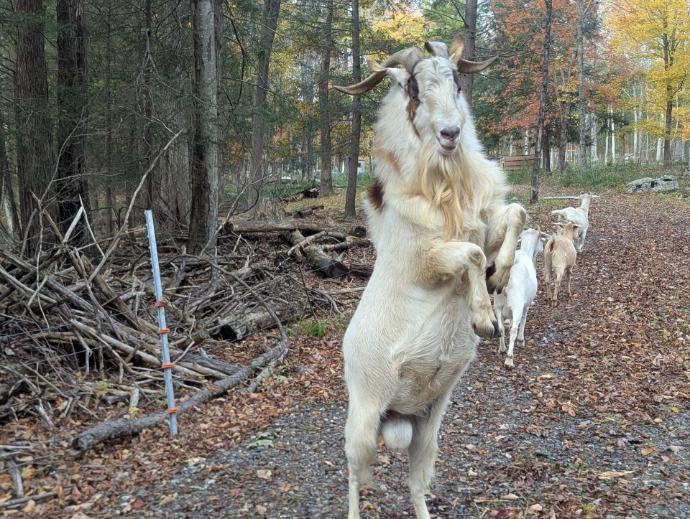male goat buck rearing up