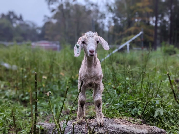 baby goat on rock