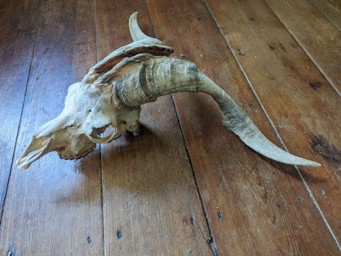 goat skull