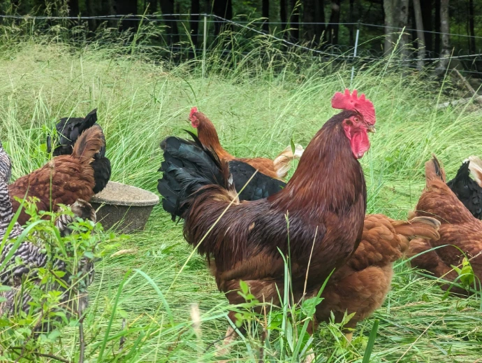 chickens on pasture