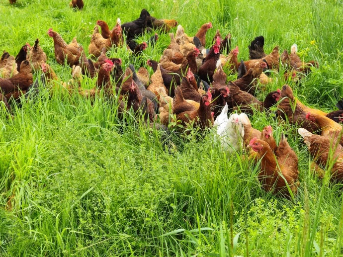 chickens in grass