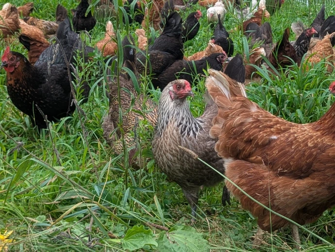 chickens in grass