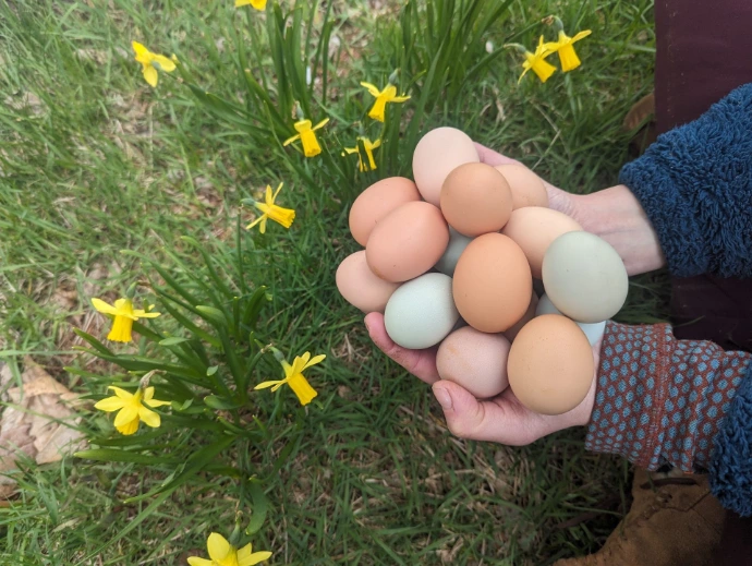 eggs and flowers