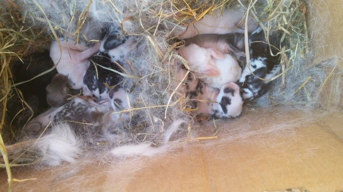 baby rabbits in nest