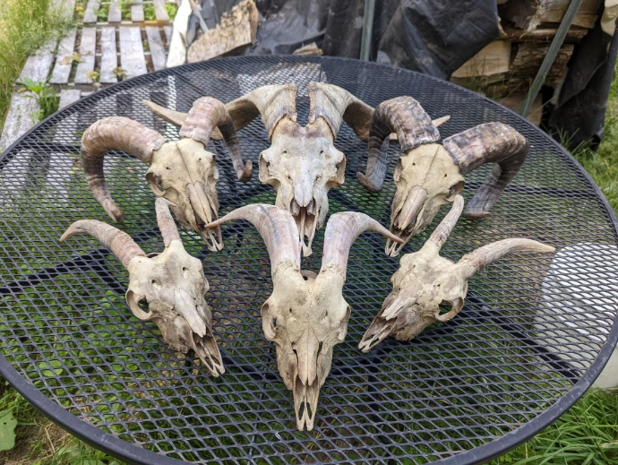 goat skulls