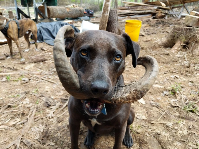 dog with horns that look like a mustache