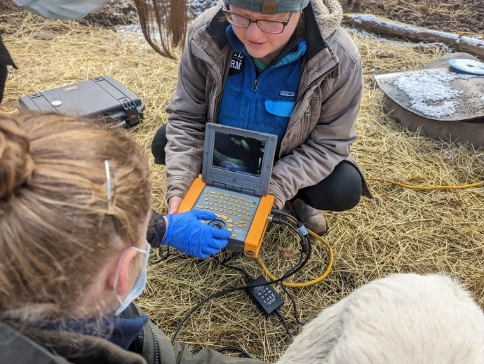 person with ultrasound machine and goat