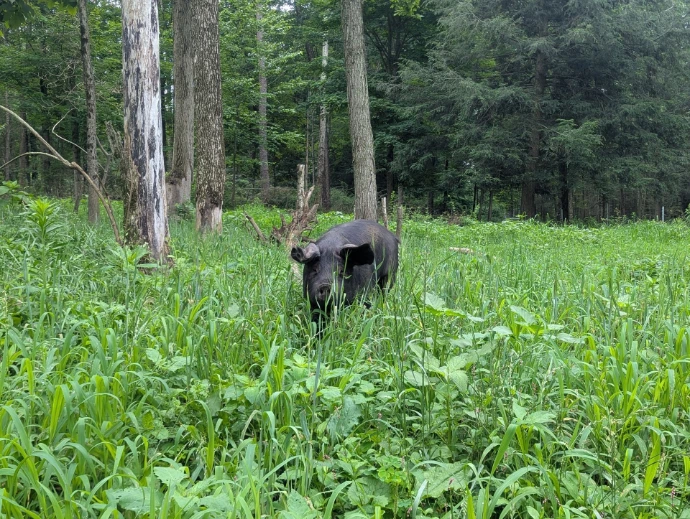 pig on pasture