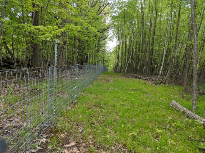 Fence in woods