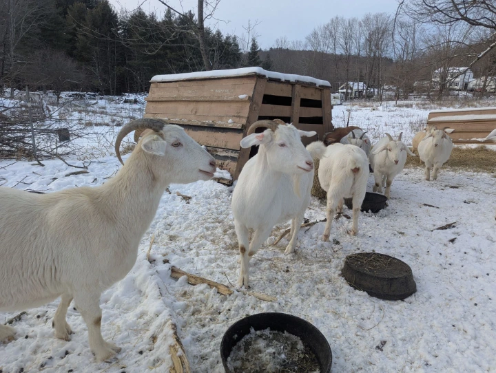 goats in snow