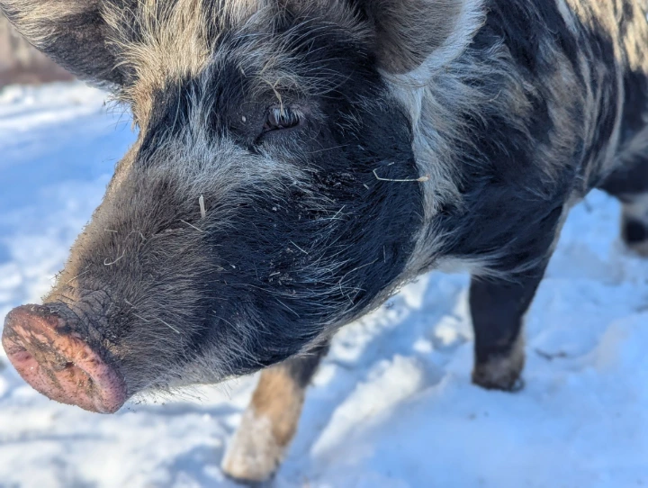 pig in snow