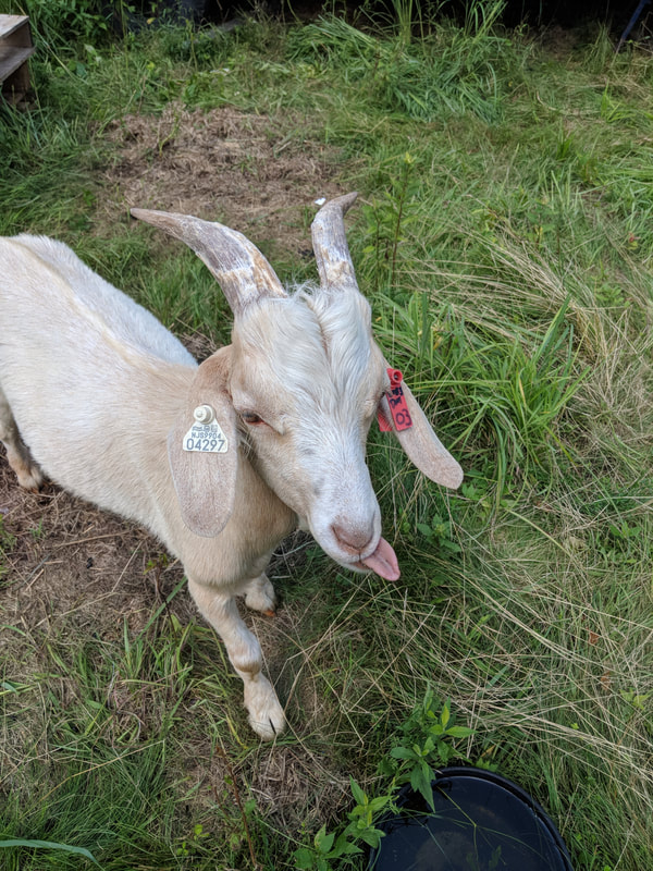 goat with tongue out