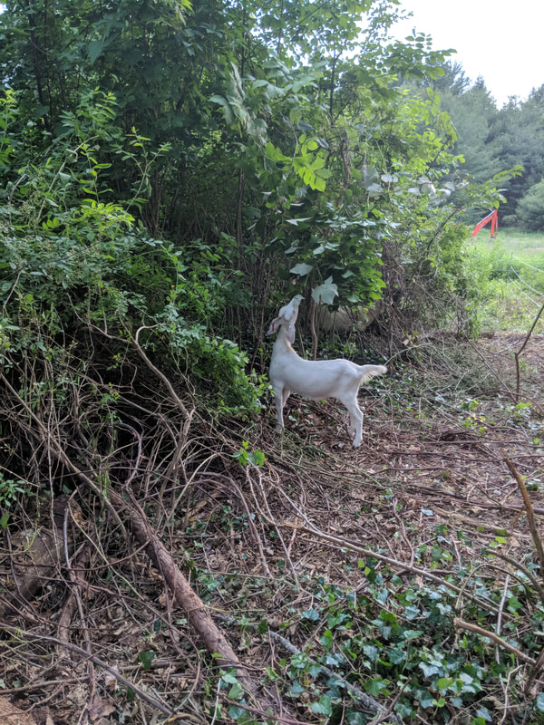 gots eating the woods