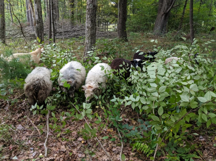 sheep in woods