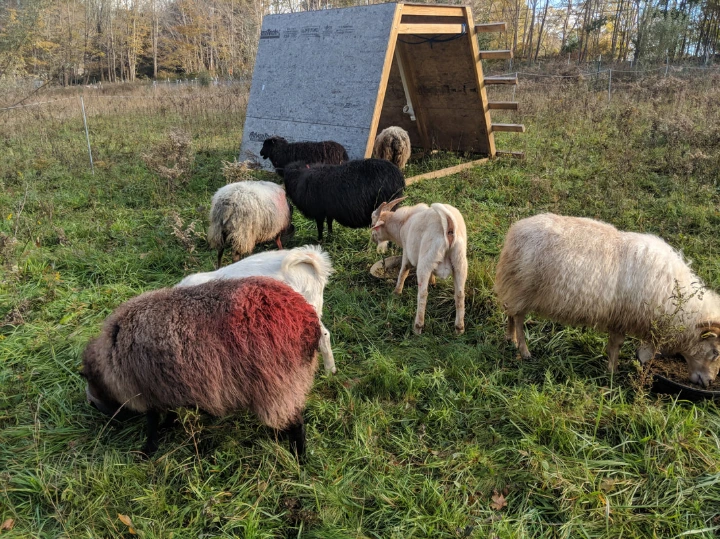 sheep marked for breeding
