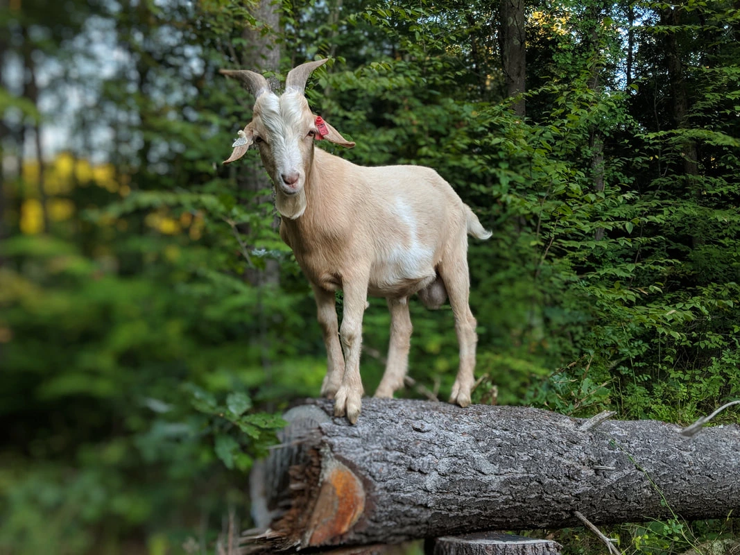goat on tree stump
