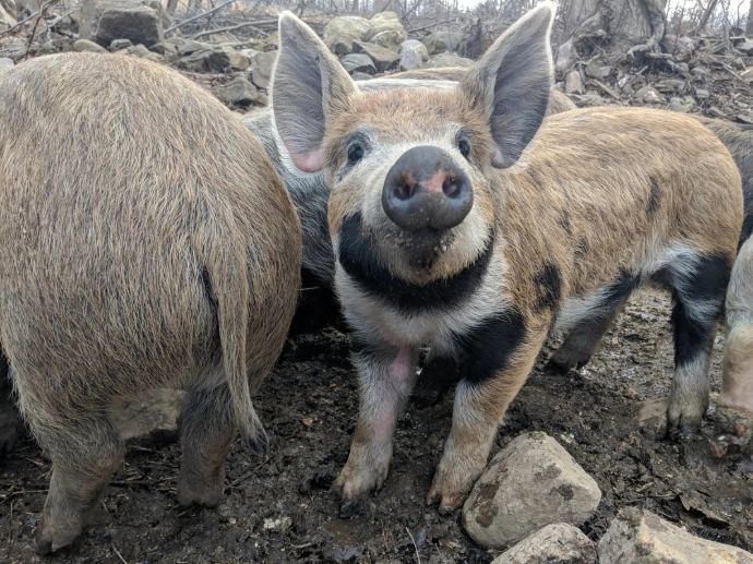 pig