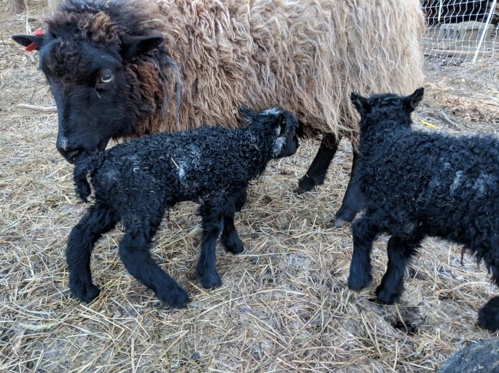 lamb twins