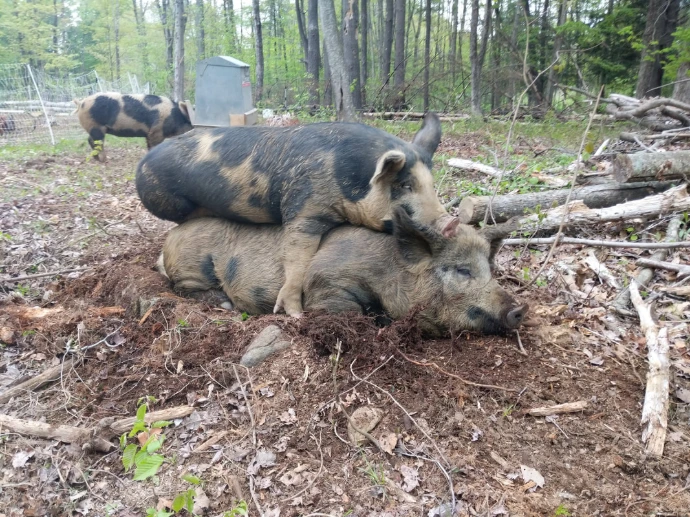 2 pigs laying on eachother