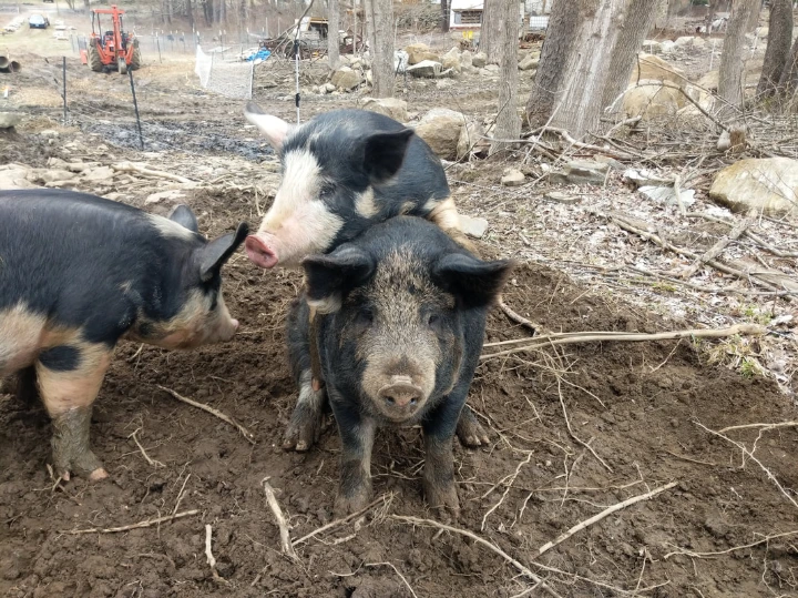 bip mounting eachother