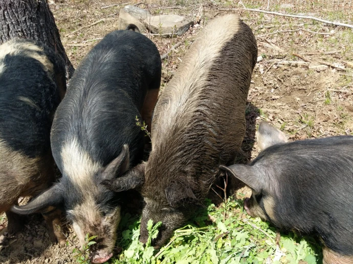 pigs eating