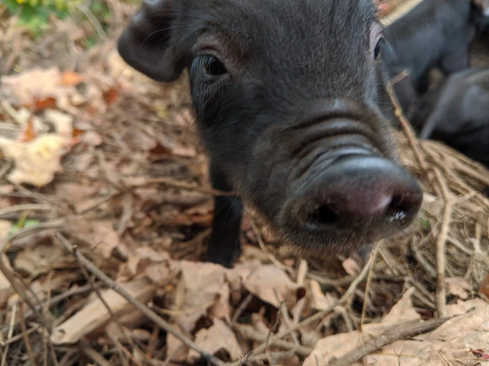 pig nose