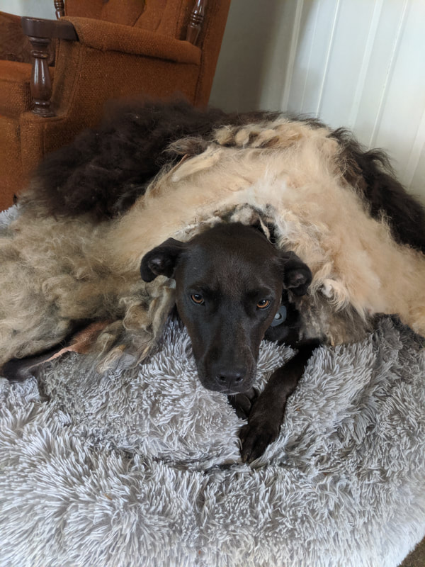 pup under sheep skins