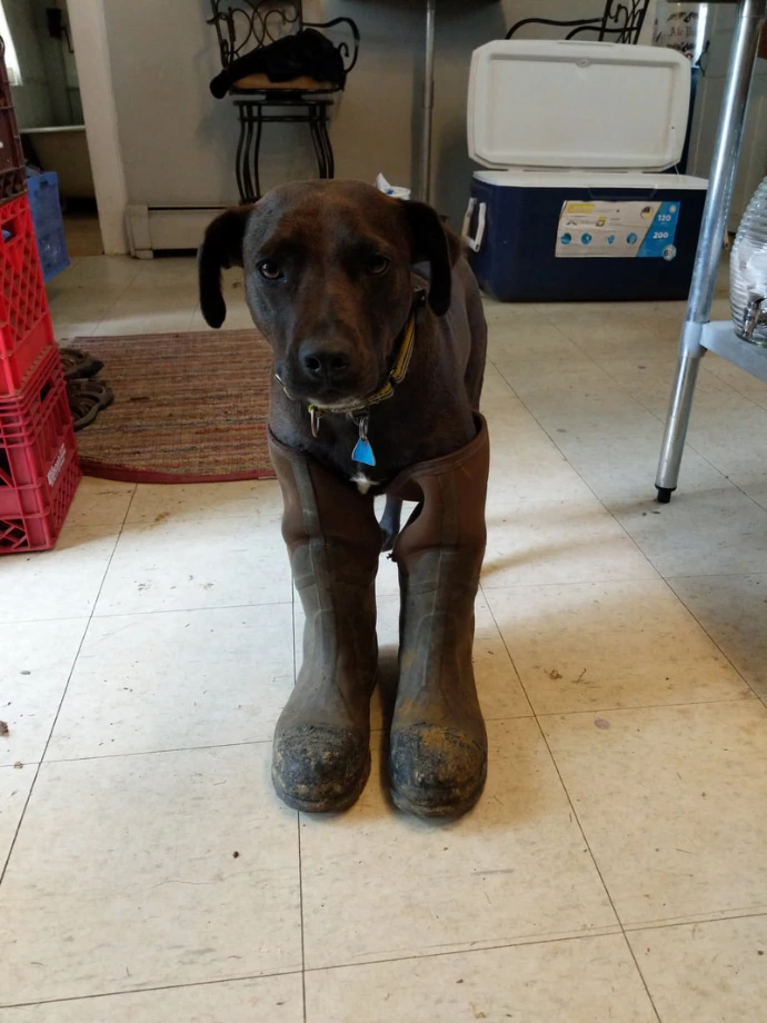 dog in boots