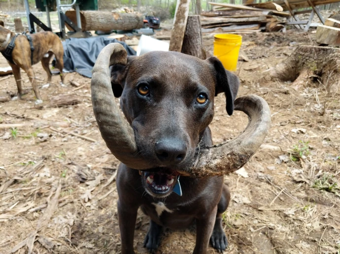 pup with horn mustache 