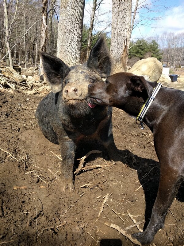 dog licking pig face