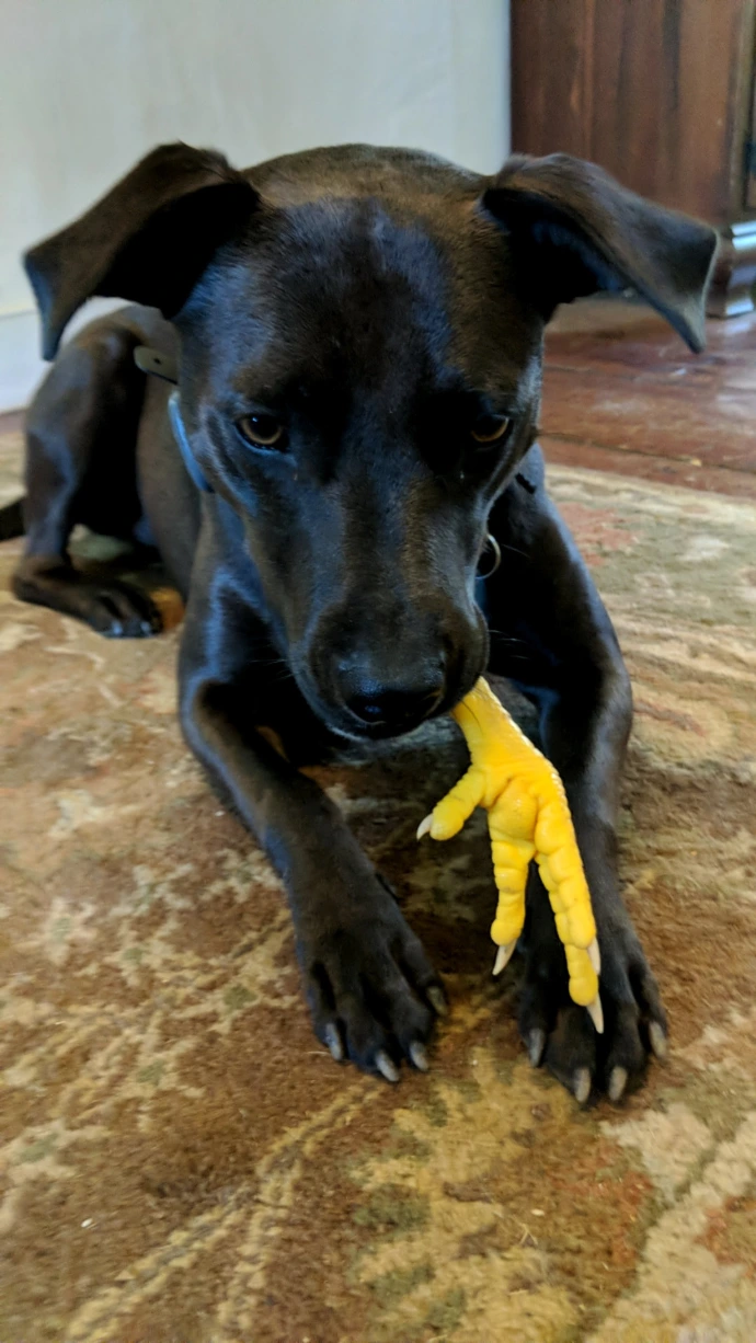 pup eating chicken foot