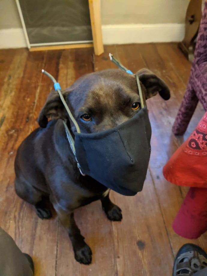 dog with mask