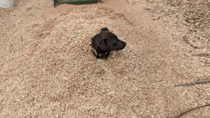 dog in wood shavings