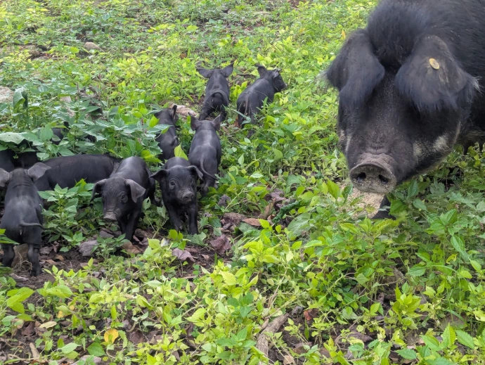 Piglets and sow on pasture