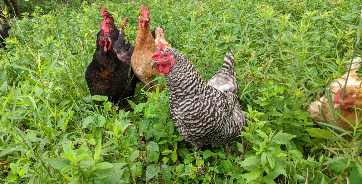 chickens in grass