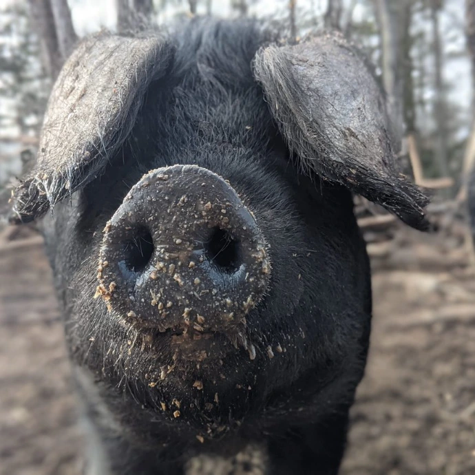 pig nose