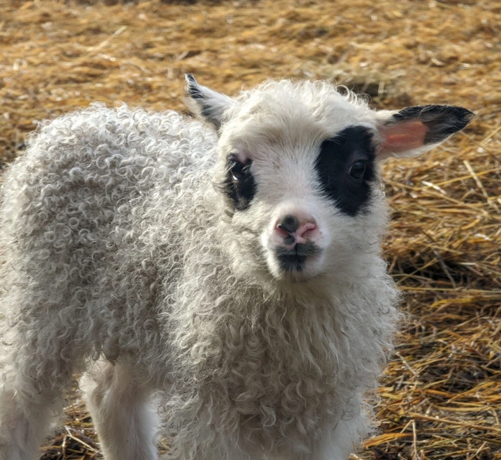lamb