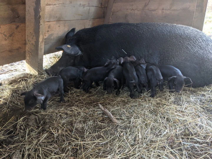 piglets