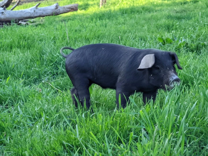 pig on pasture