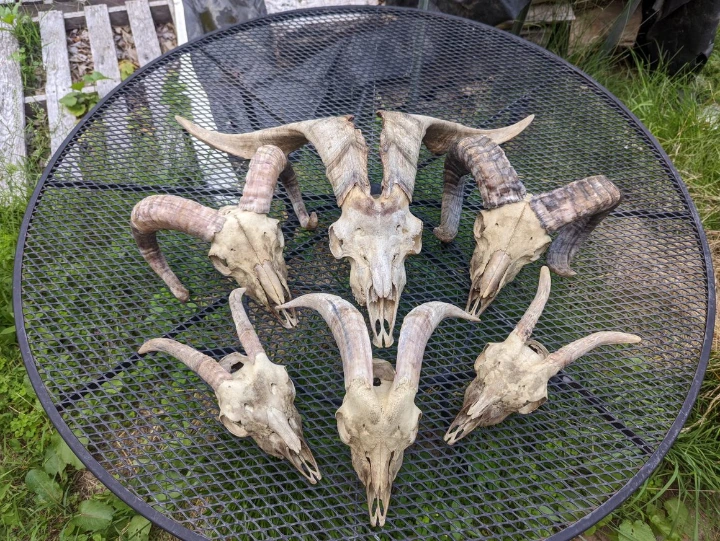 goat skulls