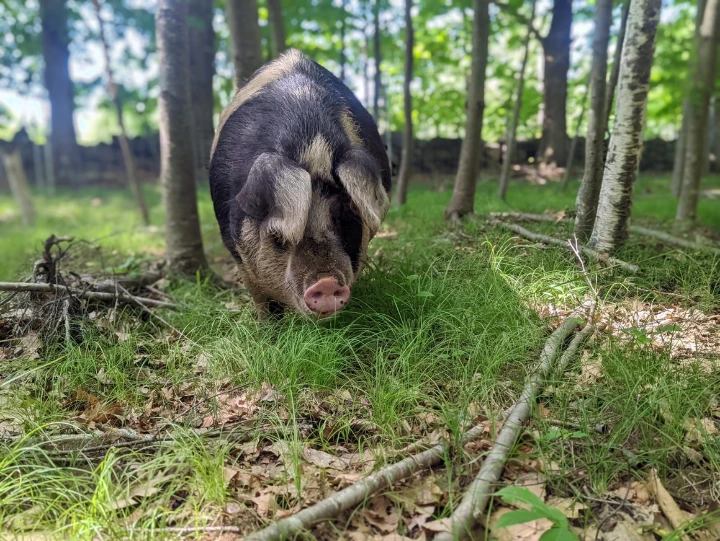 pig in silvopasture
