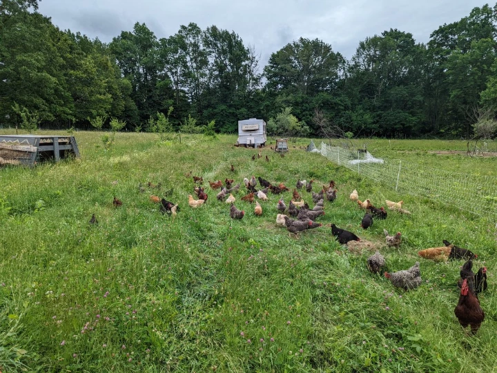 chickens on pasture