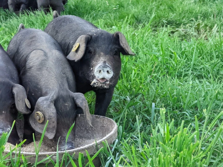 pigs on pasture