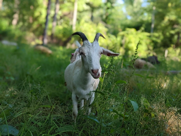 goat on pasture