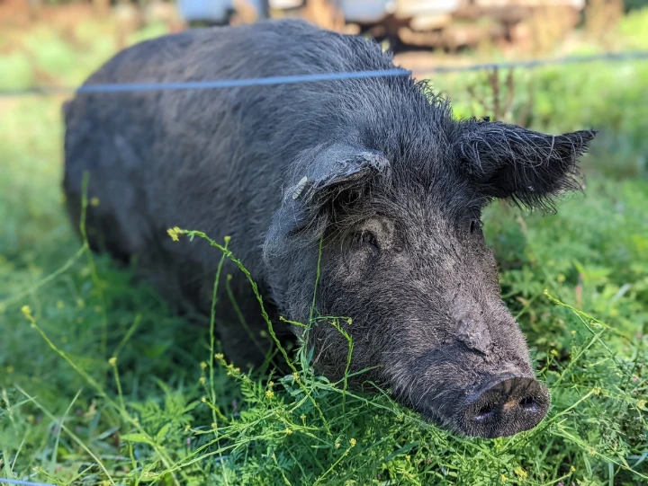 pig on pasture