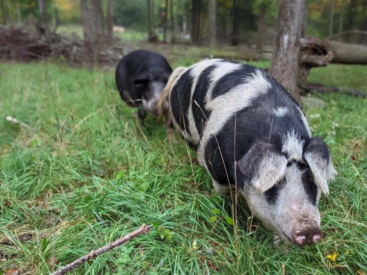 pigs on pasture