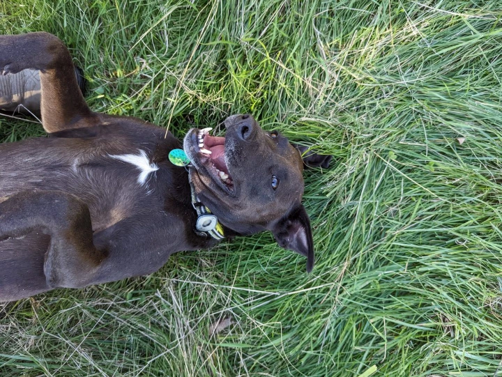 pup in grass