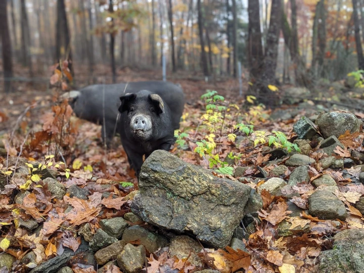 pig in woods