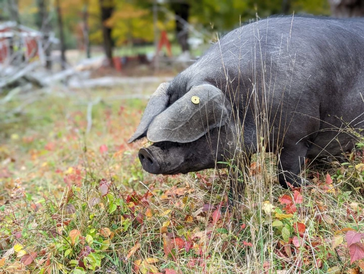 pig on pasture
